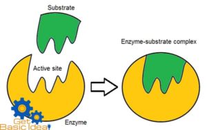 models of enzyme