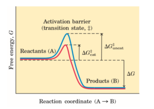 Enzymes