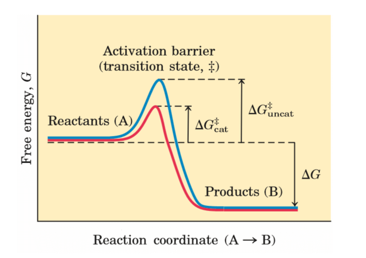 Introduction of Enzymes