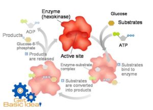 Enzymes