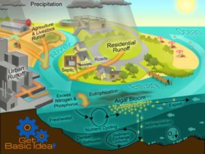 Eutrophication