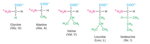 Proteins