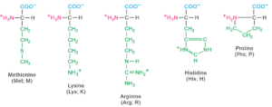 Proteins