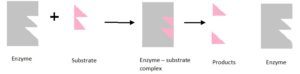 models of enzyme