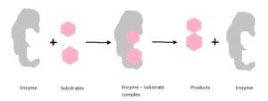 models of enzyme