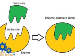 models of enzyme