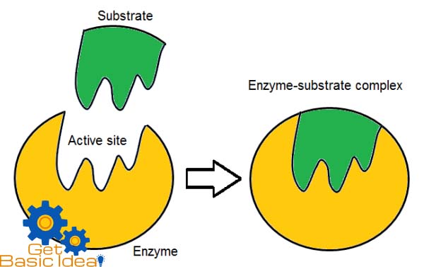 a researcher proposes a model to explain how enzyme substrate