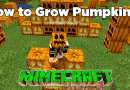 How to grow pumpkins in Minecraft?