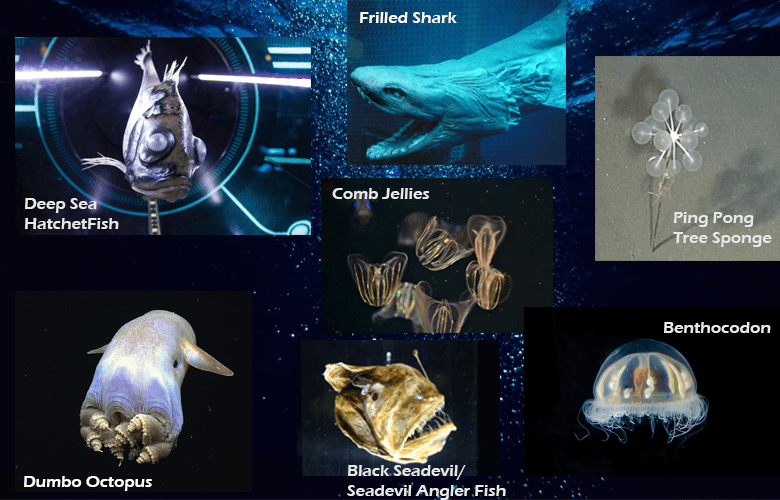Creatures that found in the deep sea